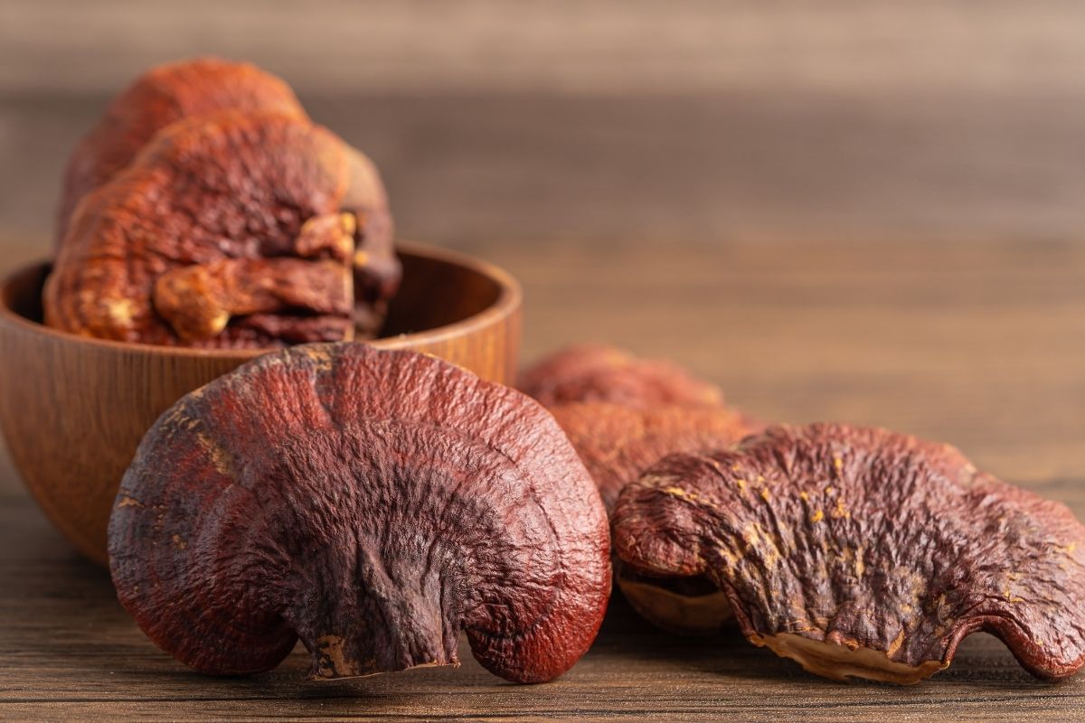 Ganoderma Nedir?